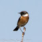 Stonechat; Tarabilla Común
