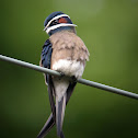 Whiskered Treeswift