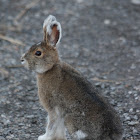Snowshoe Hare