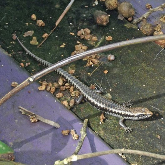 Spotting Image 1