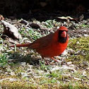 Northern cardinal