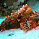 Scorpion fish
