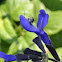 Green Metallic Bee