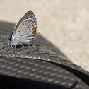 Eastern Tailed-Blue
