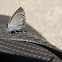 Eastern Tailed-Blue