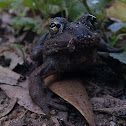Green Striped Burrowing Frog