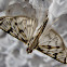 Grass Moth
