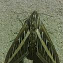 White Lined Sphinx Moth