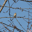 Brambling