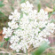 queen ann's lace
