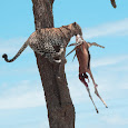 Hunters & Animal Food Habits