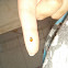 Ladybug