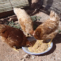 Hens. Gallinas