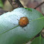 Fungus beetle