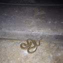 Sonoran gophersnake