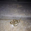Sonoran gophersnake