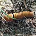 Two-tailed Swallowtail (brown form)