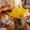 Golden Jelly fungus