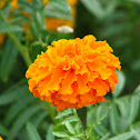 Tagetes