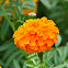 Tagetes