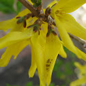 Forsythia