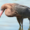Reddish Egret