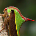 Thorn treehopper