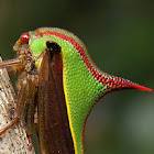 Thorn treehopper