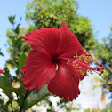 Hibiscus
