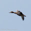 Mallard; Anade Real