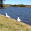 Silver Gull