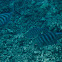 Blue Trevally