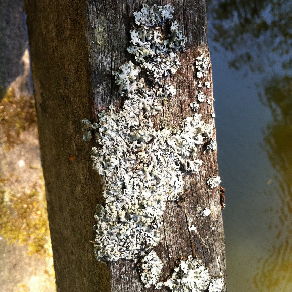 Spotting Image 1