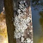 Lichen