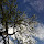 Trees & Shrubs of Southeast Texas