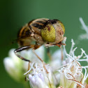 Hoverfly