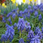Grape Hyacinth