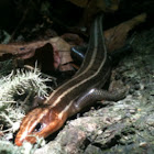 Skink