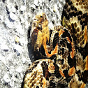 Timber Rattlesnake (Southern Variation)