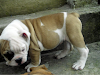 Hermosos Cachorros Bulldog Ingles Macho Y Hembra