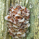 Judas ear fungus