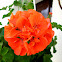 Pelargonium