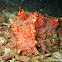 Candycane Sea Cucumber