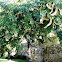 Prosopis juliflora. Acacia de catarina, algarrobo