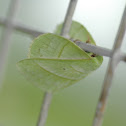 Lappet Moth