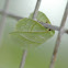 Lappet Moth