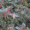 Anna's Hummingbird