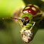 Beetle