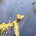 Praying Mantis