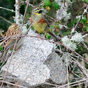 Cirl Bunting, escribano soteño